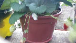 Morango em vasos colheita 1