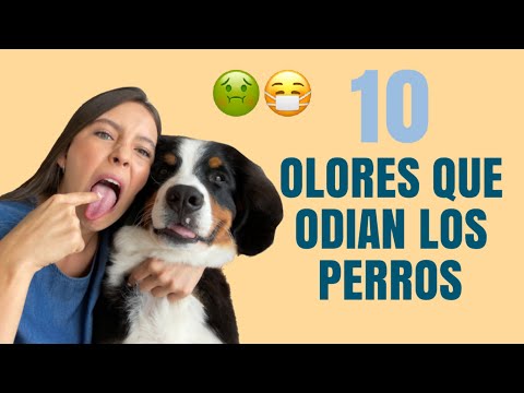 10 SCENTS THAT DOGS HATE - Lauvet