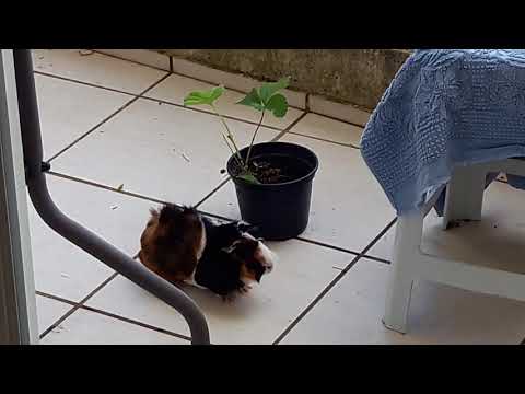 download lagu mp3 mp4 Can Guinea Pigs Eat Strawberry Leaves, download lagu Can Guinea Pigs Eat Strawberry Leaves gratis, unduh video klip Can Guinea Pigs Eat Strawberry Leaves