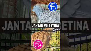 Download lagu JANTAN vs BETINA saling NGOTOT bersahutan #perkututlokal #perkututlokalgacor #perkututkaturanggan mp3