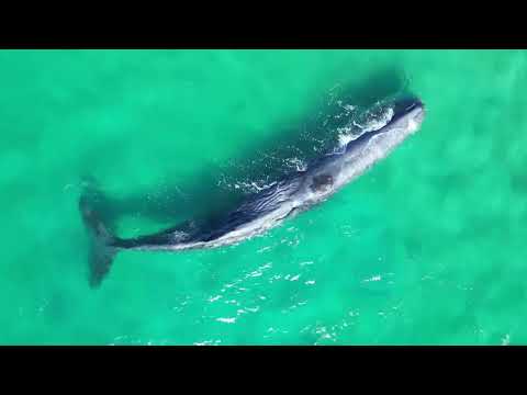 The Beauty of Australia in 8K | Stunning Scenery with Relaxing Music | Travel Vlog