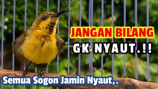 Download lagu PASTI AKAN NYAUT DENGAR SUARA PANCINGAN SOGON IJOAN GACOR INI #sogongacor #pancingansogongacor mp3