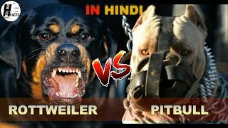 Rottweiler VS Pitbull | Hindi | COMPARISON | DOG VS DOG | HINGLISH FACTS