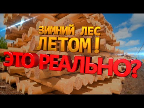 ЗИМНИЙ ЛЕС ЛЕТОМ, это реально? Почему растут цены на лес?