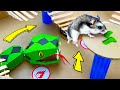 🐹🐍Snake Hamster Maze with Traps 😱[OBSTACLE COURSE]😱 + BONUS