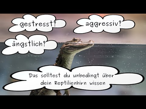 Stress, Angst, Aggression, und was dein Reptilienhirn damit zu tun hat