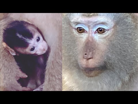 Great grandma monkey Bonita kidnapping her own great grandson Astro