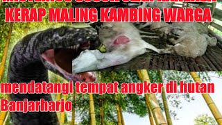 Download lagu pohon bambu kuning angker, shorts mp3