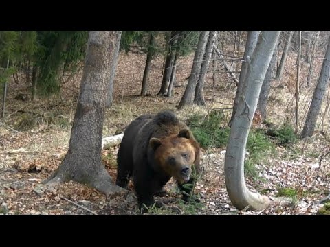 Obrovský medveď Kysuce / Huge brown bear Slovakia