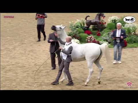 N 306 TM GALILEAH   Doha International Arabian Horse Show 2023   Mares 7 10 Years Old Class 8A