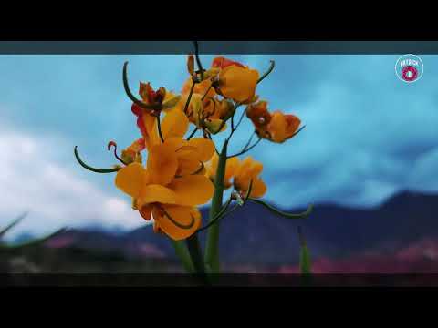 Paisaje de otro planeta Raya Raya, Tumbaya Jujuy