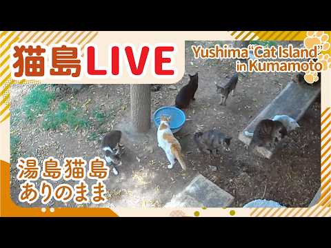 湯島猫島定点のライブカメラ映像