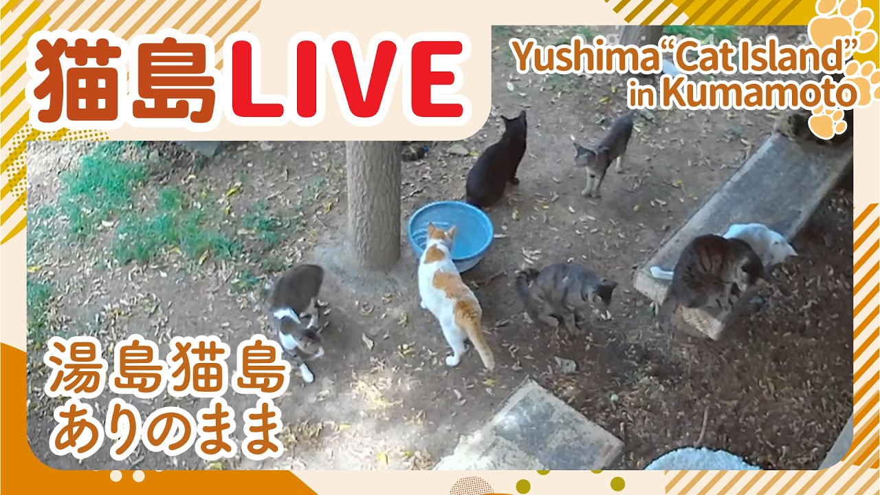 Live webcam view of Yushima Cat Island Feeding Station
