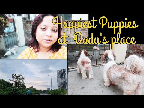 Puppies spent a day at their favorite place | Happiest Puppies at Dadu's place Video