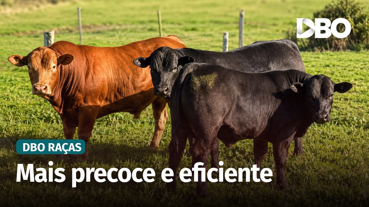 Raça Limousin reforça seleção para precocidade e qualidade de carcaça