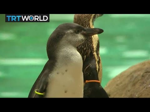 Animal Weigh-in: London Zoo measures all of its 20.000 animals