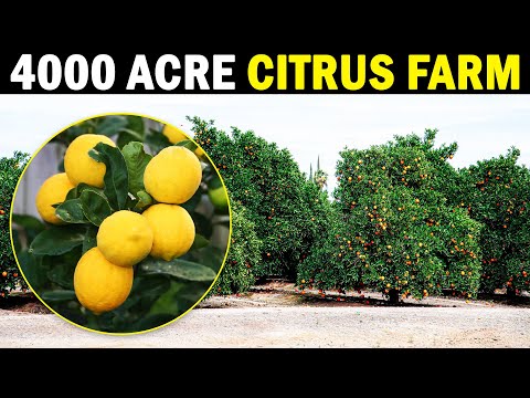 , title : 'Worlds largest Citrus Farm | Totai Citrus | Lemon Farming / Citrus Farming'