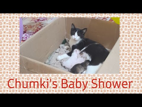 I celebrate My Cat  Chumki's Baby Shower| #catlovers #catvideos #cat #catbirthdayparty  