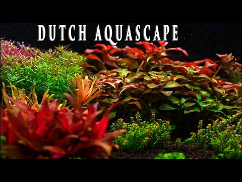 Planted Aquarium Maintenance | Trimming And Basic Maintenance