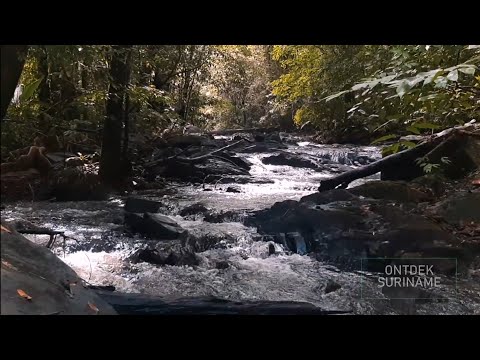Trip naar Van Ams - West Suriname || Ontdek Suriname