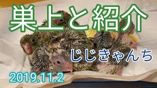また1羽巣上🐣