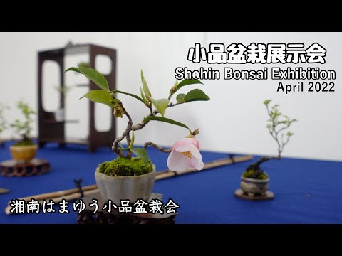 小品盆栽展示会 2022年4月／Shohin Bonsai Exhibition April 2022