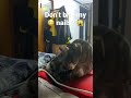 Cat Biting It S Nails Shorts