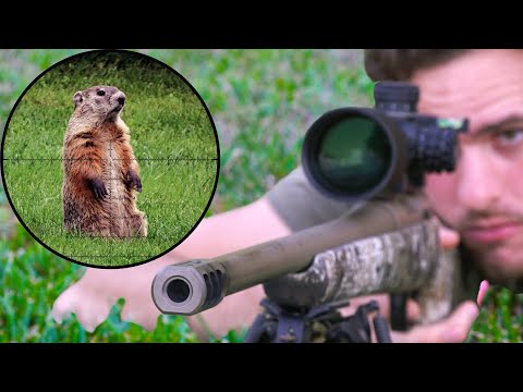 Sniping Groundhogs with .204 RUGER! (Scope Cam)