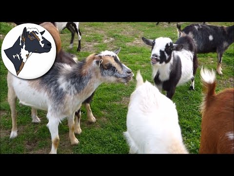 Goat Fight: Eevee VS Cherry