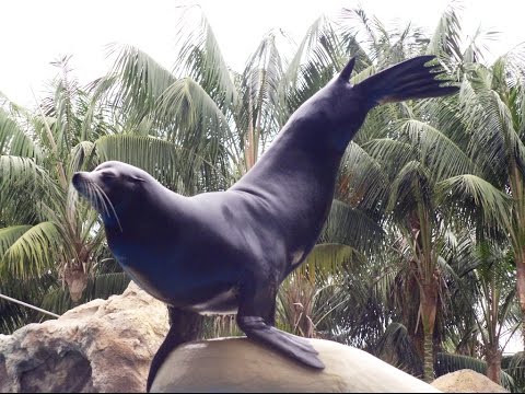 Шоу морских котиков (show of seals) Safari World, Таиланд, Бангкок