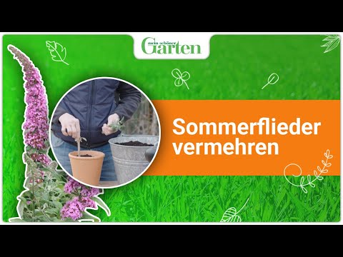 Sommerflieder vermehren: Schritt für Schritt