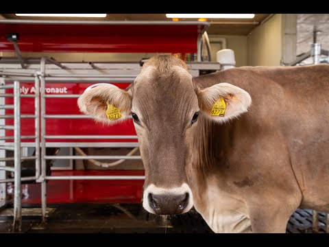Lely Astronaut - Automated Milking System