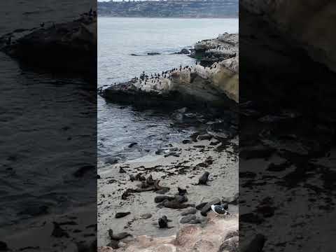 Seals at California bay