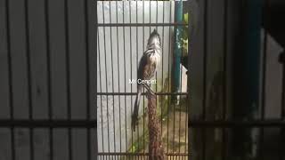 Download lagu Cendet Full Tembakan Raja Getar Restu, Gereja, Besetan Kasarr !! mp3