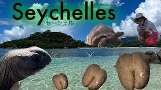 Seychelles and Giant Tortoise 2024 世界一大きいゾウガメのいる国　セーシェル🇸🇨