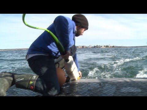 Searching for artifacts from the Battle of Stonington