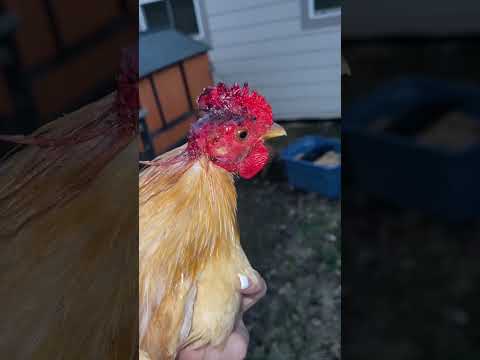 10 Things to Know Before Owning Chickens ????