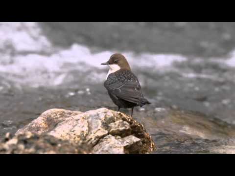 Wasseramsel - White-throated Dipper - Cinclus cinclus
