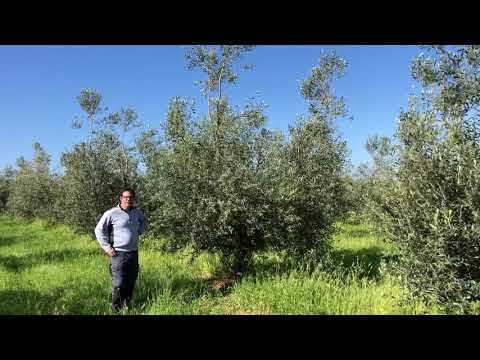 Sandi Chiavalon - polikonična vaza