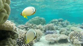 A la recherche des raies Manta dans le lagon de Bora Bora