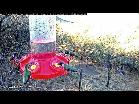 Sparkling Purple! Lucifer And Black-chinned Hummingbirds Forage In West Texas – May 18, 2022