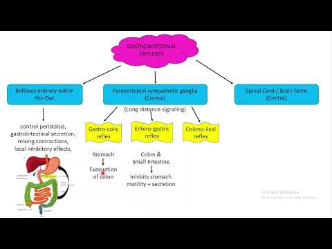 Gastro-intestinal reflexes. Chapter 63 (part 4). Guyton and Hall Physiology.