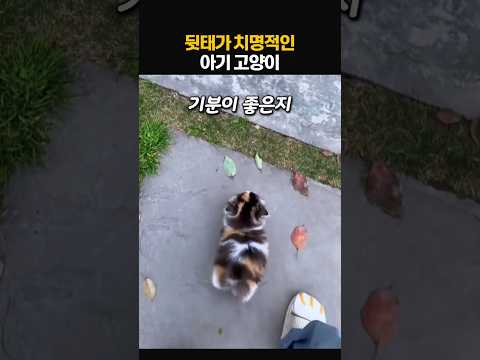 치명적인 뒷태로 산책하는 아기고양이