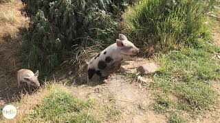 Quietschfidel: Schweinchen in einem Dorf am Titicacasee