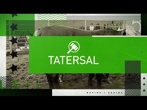 Tatersal Leilão Haras Cruzeiro
