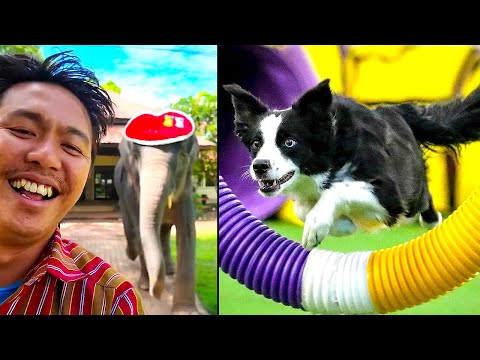 The Way of the Zoomy! Animal Zoomies