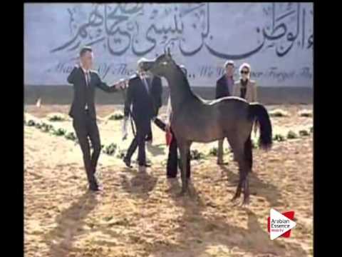 N.168 SHADHAN AL HAWAJER - Ajman 2016 - Colts 1 year old (Class 7B)