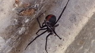 How to Kill a Redback Spider (Black Widow)