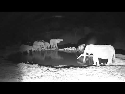 Djuma: Small breeding herd of Elephants come for a drink - 22:26 - 12/27/18