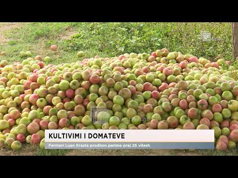 Kultivimi i domateve/ Fermeri Luan Krasta prodhon perime prej 25 vitesh